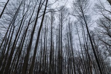Many trees without leaf on the background of cloudy sky in the early spring forest