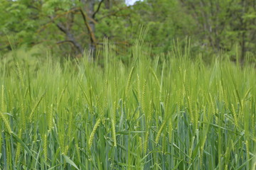 Agriculture / Harvest / Spikes in the field