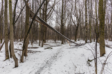 Broken tree forming an arch over a path in the early spring forest