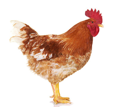 Brown rooster on white background, isolated object, live chicken, one closeup farm animal