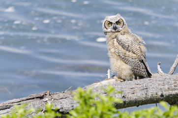 Young Great Horned Owl by a lake in southern Alberta, Canada