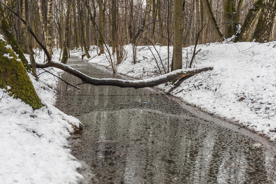 Melted snow and reflections in forest creek, fallen tree laying across a stream, green moss on the tree.