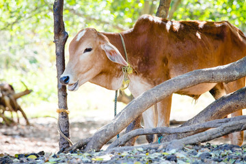 A young calf shelters from the hot sun under some trees in Anuradhapura, Sri lanka