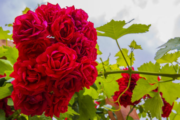 bouquet di fiori per il matrimonio della sposa