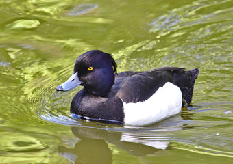 Tufted duck