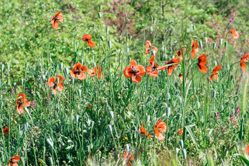 Wild red poppies flowers on a green blurred background © Dmitriy