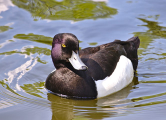 Tufted duck