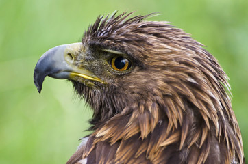 Closeup of a rescued golden eagle in captivity