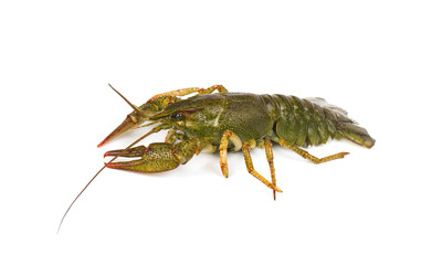 River live crayfish isolated on white background