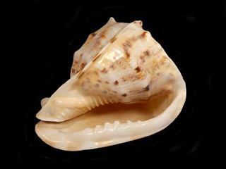Close up of a Conch shell isolated on black background