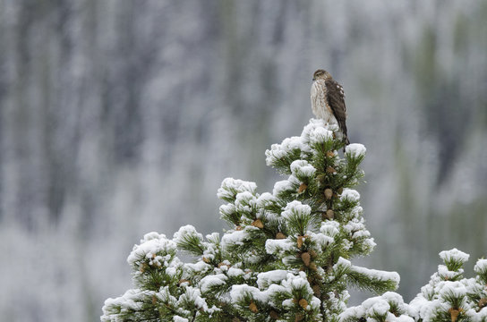 Juvenile Sharp-Shinned Hawk on a snow-covered tree, with blurred mountain backdrop