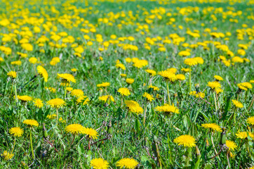 Field of yellow dandelions. Nature spring background
