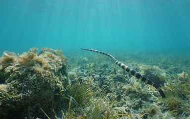 Obraz premium Underwater sea snake swimming over the seabed, banded sea krait, Laticauda colubrina, south Pacific ocean, New Caledonia, Oceania