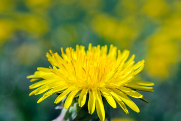 Close-up view of a yellow dandelion flower. Blooming bud of dandelion. Nature background. Taraxacum platycarpum