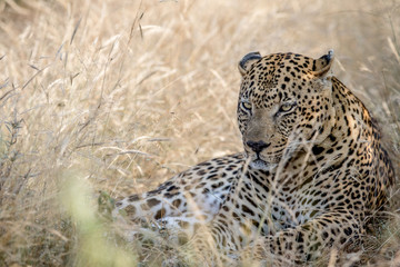 Big male Leopard laying in the high grass.