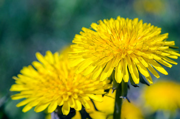 Close-up view of a yellow dandelion flower