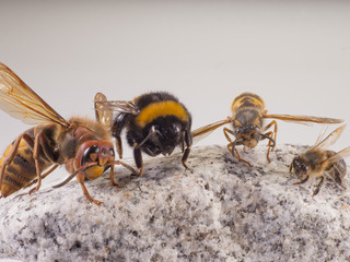 Hornisse Hummel Wespe Biene Stacking Macro
