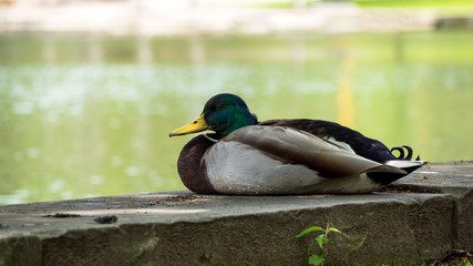 Mallard Duck