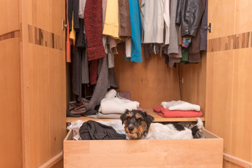 Dog in the wardrobe - jack russell terrier 