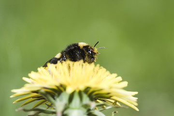 Bumblebee on the flower.
