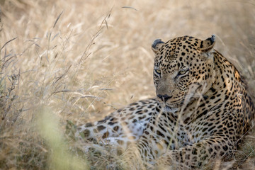 Big male Leopard laying in the high grass.