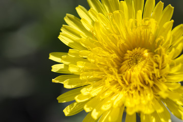Yellow dandelion flower close-up view from above