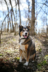 German Shepherd Border Collie Mix Breed Dog sitting in Forest