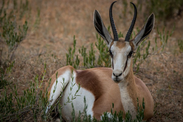 Springbok laying in the grass.