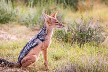 Side profile of a sitting Black-backed jackal.