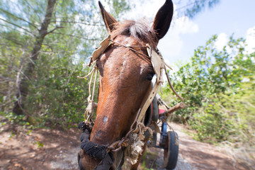 tête de cheval arnachés