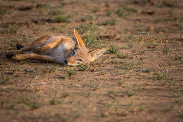 Black-backed jackal rolling itself in the sand.