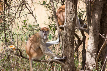 Singes du Sénégal