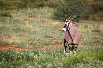 Gemsbok starring at the camera.