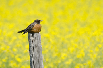 American Robin resting by a canola field