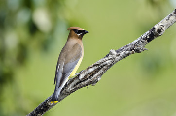 Cedar Waxwing perched on a branch, with blurred green foliage background