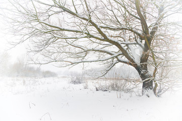 Fototapeta na wymiar lonely tree standing in a winter meadow.