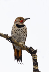 Male Northern Flicker perched on a branch