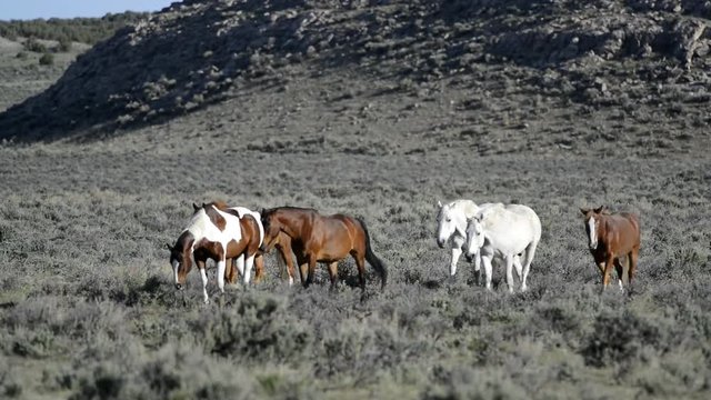 Herd of horses walking in from sagebrush prairie 4