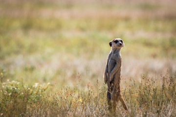 Meerkat on the lookout in the Kgalagadi.