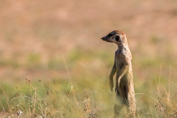 Meerkat on the lookout in the Kgalagadi.