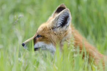 Young red fox kit in long grass