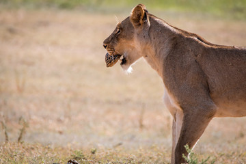 Lioness with a Leopard tortoise catch.