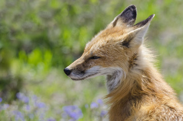 Watchful red fox mother taking a break from her young