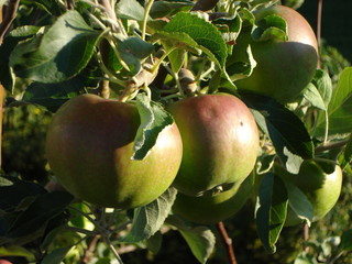 Apple Growing on Tree