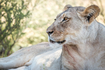 Side profile of a Lioness in Kgalagadi.