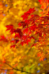 秋の紅葉