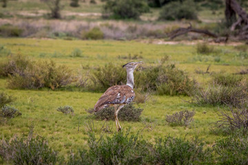 Kori bustard walking in the grass.