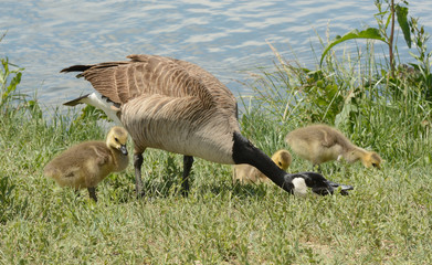 Parent Canada goose defending brood of goslings from another goose too close for comfort