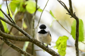 Obraz premium Black-capped Chickadee eye contact