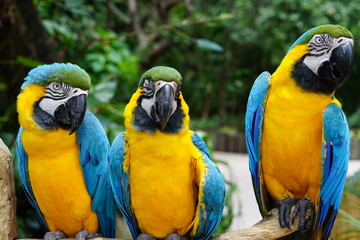 Parrots